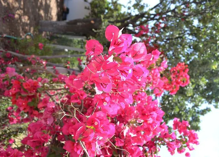 Elit Deniz Palamutbuekue 3* Датча