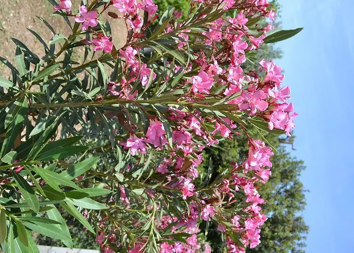 Elit Deniz Palamutbuekue Hotel 3*