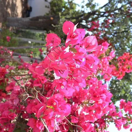 Elit Deniz 3* Паламутбуку